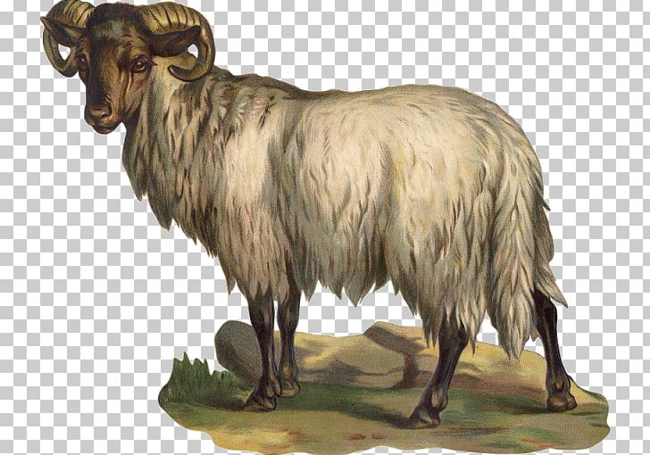 Barbary Sheep Argali Feral Goat PNG, Clipart, Animal, Animals, Argali, Barbary Sheep, Cow Goat Family Free PNG Download