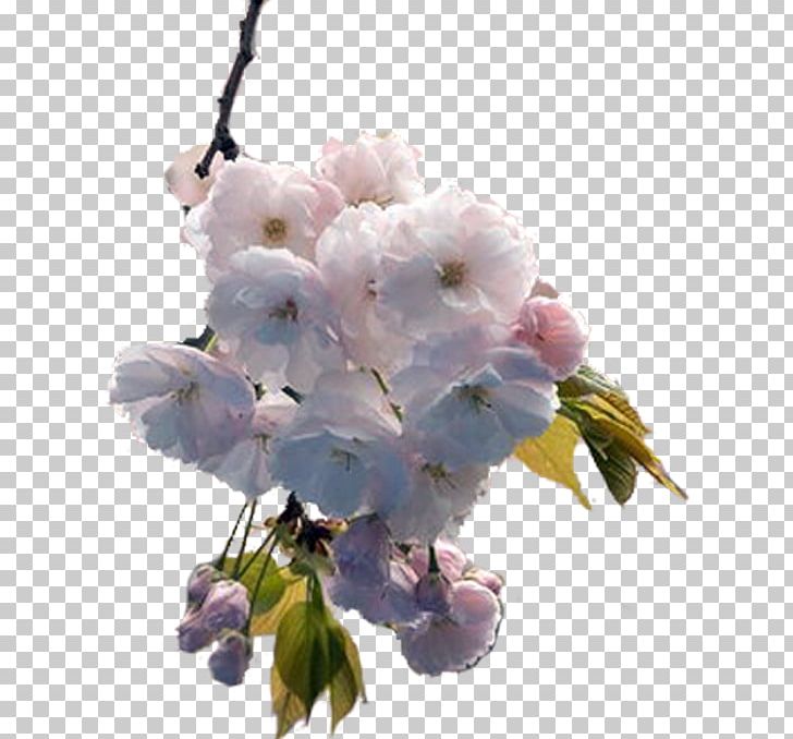 Cut Flowers Garden Spring PNG, Clipart, Blossom, Branch, Cerasus, Cherry Blossom, Cicekler Free PNG Download