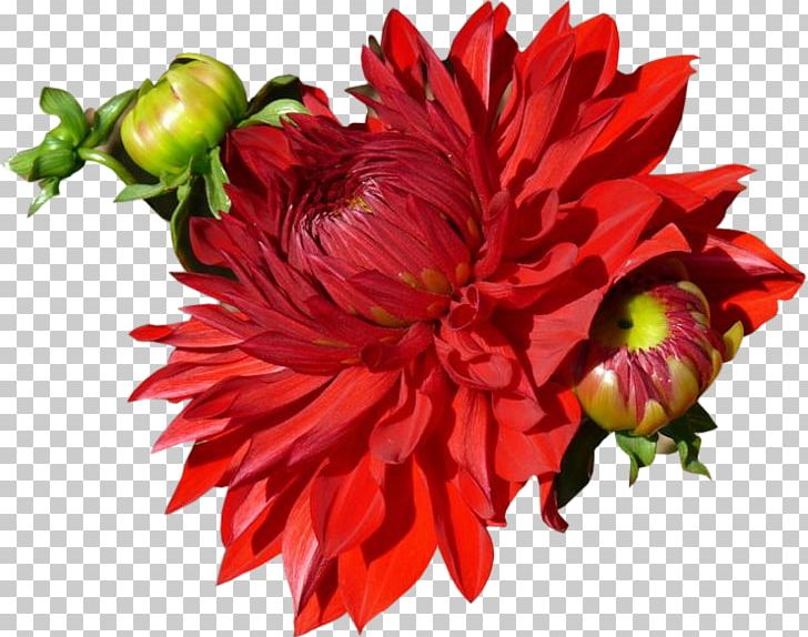 Dahlia Cut Flowers Floral Design Chrysanthemum PNG, Clipart, Annual Plant, Chrysanthemum, Chrysanths, Cut Flowers, Dahlia Free PNG Download