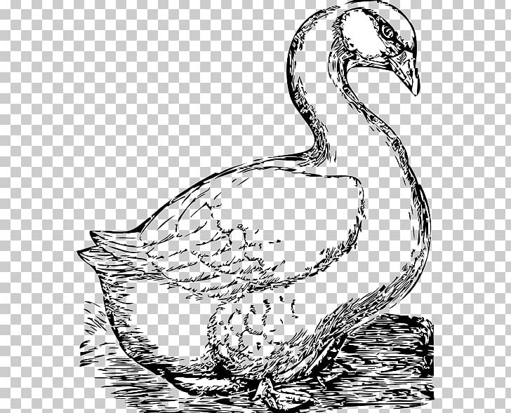 Goose Bird Drawing PNG, Clipart, Animals, Artwork, Beak, Bird, Black And White Free PNG Download