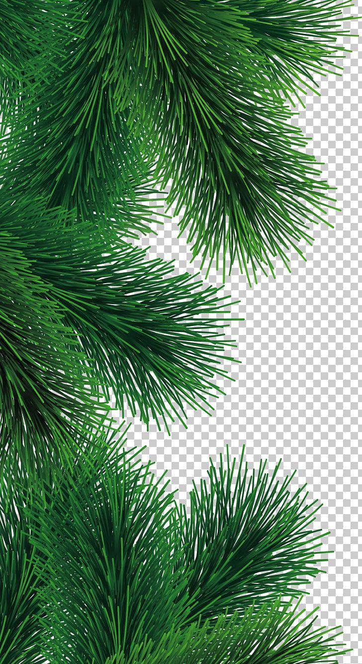 Pine Christmas Tree PNG, Clipart, Branch, Christmas, Christmas Decoration, Christmas Ornament, Christmas Tree Free PNG Download