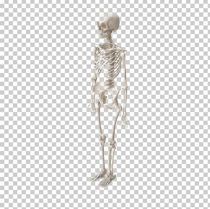 Woman Bone PNG, Clipart, Beauty Parlour, Biological, Bone, Euclidean Vector, Exo Skeleton Free PNG Download