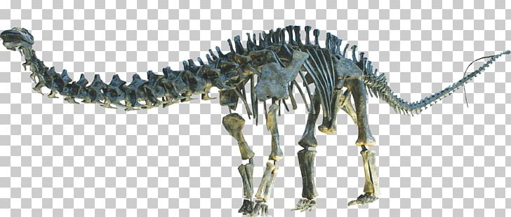 Apatosaurus Brontosaurus Human Skeleton Diplodocid Sauropoda PNG, Clipart, Animal Figure, Apatosaurus, Apatosaurus Excelsus, Bone, Brontosaurus Free PNG Download
