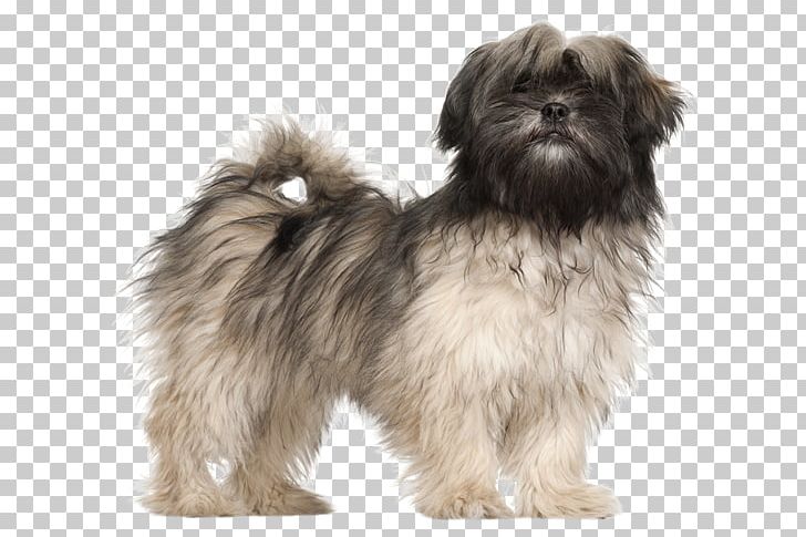 Lhasa Apso German Shorthaired Pointer Kyi-Leo Puppy PNG, Clipart, Affenpinscher, Carnivoran, Companion Dog, Dog Breed, Dog Breed Group Free PNG Download