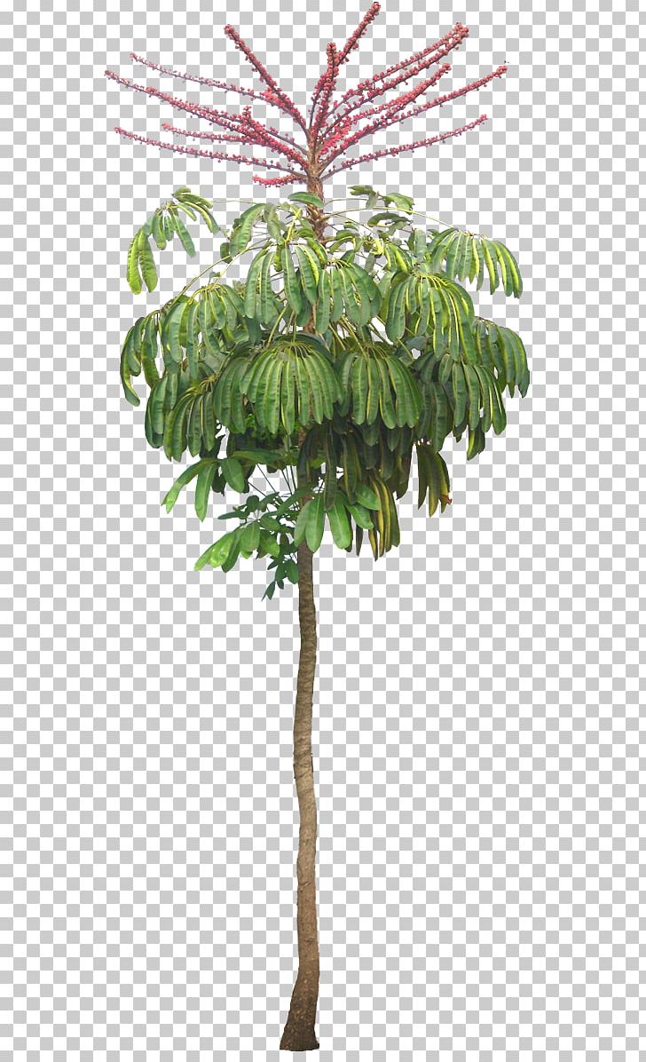 Schefflera Actinophylla Schefflera Arboricola Tree Houseplant PNG, Clipart, Araliaceae, Arecales, Branch, Conifer, Cutting Free PNG Download
