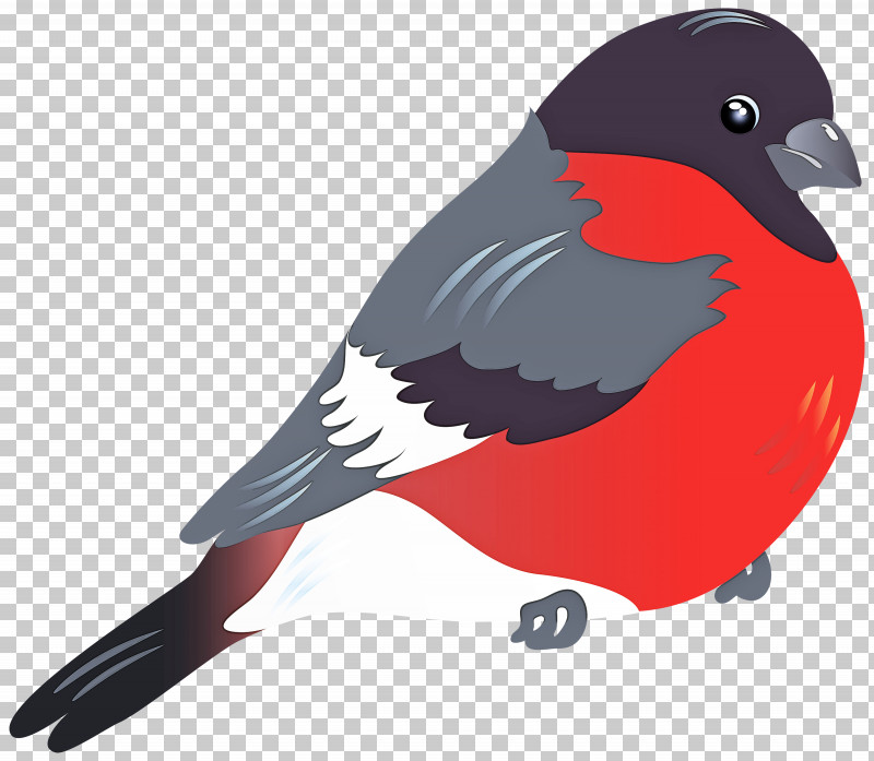 Bird Beak Perching Bird Parrot Finch PNG, Clipart, Beak, Bird, Finch, Parrot, Perching Bird Free PNG Download