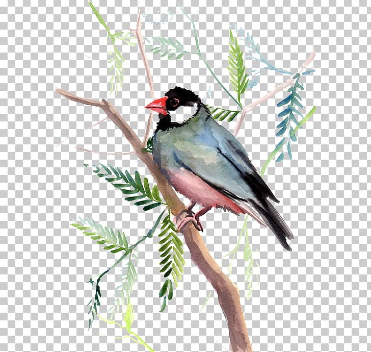 Bird Finch Cyan Sky Blue PNG, Clipart, Animal, Animals, Beak, Bird, Bird Cage Free PNG Download