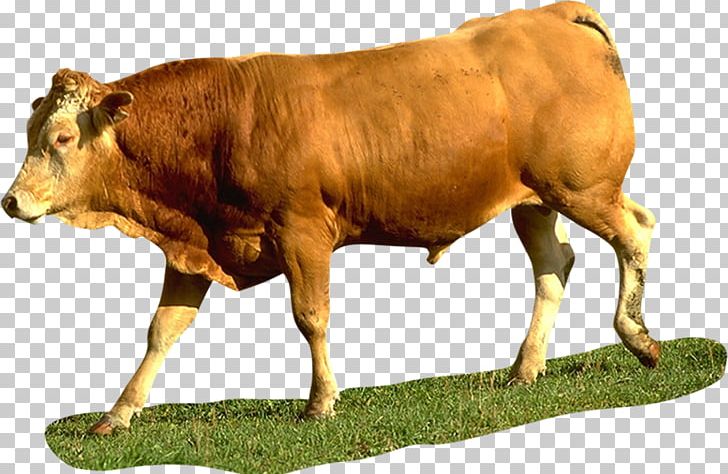 Dairy Cattle Calf Ox Bull PNG, Clipart, Animals, Bull, Calf, Cattle, Cattle Like Mammal Free PNG Download