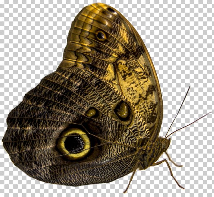 Owl Butterfly Insect Owl Butterfly Moth PNG, Clipart, Animal, Animals, Arthropod, Brush Footed Butterfly, Butterflies And Moths Free PNG Download