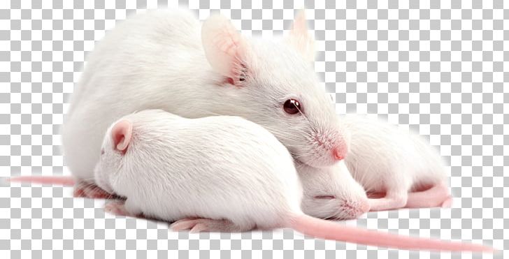 Puppy Rat House Mouse Dog Humanized Mouse PNG, Clipart, Animals, Child, Dog, Fauna, Homo Sapiens Free PNG Download