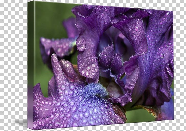 Violet Family Violaceae PNG, Clipart, Family, Flower, Iris, Lavender, Lilac Free PNG Download