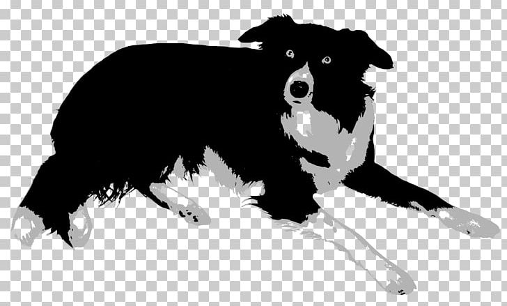 Border Collie Rough Collie Bearded Collie Old English Sheepdog Central Asian Shepherd Dog PNG, Clipart, Animals, Bearded Collie, Black, Black And White, Border Collie Free PNG Download