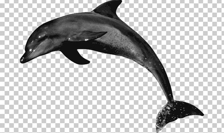 Common Bottlenose Dolphin Rough-toothed Dolphin Tucuxi Short-beaked Common Dolphin Wholphin PNG, Clipart, Animal, Animals, Bottlenose Dolphin, Fauna, Mammal Free PNG Download