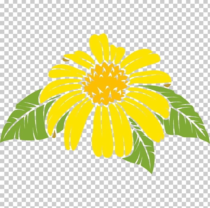 Common Daisy Common Sunflower Oxeye Daisy Chrysanthemum Dahlia PNG, Clipart, Chrysanthemum, Chrysanths, Common Daisy, Common Sunflower, Cut Flowers Free PNG Download