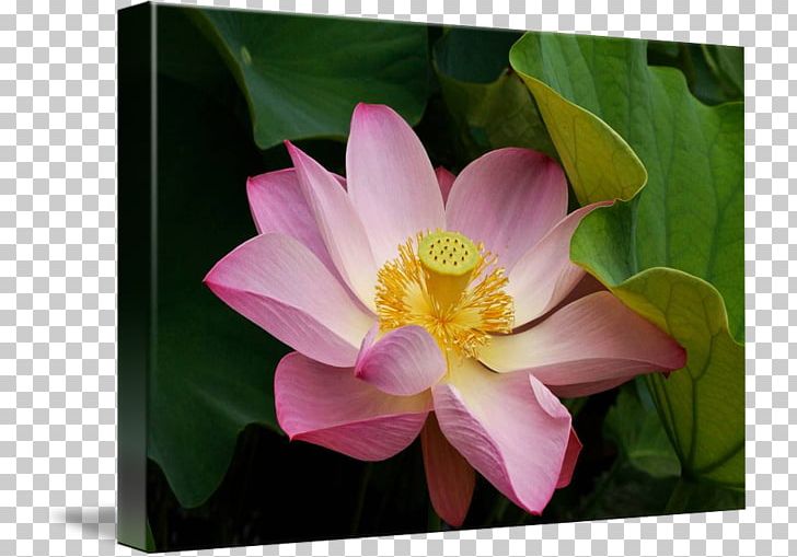 Rose Family MTN Group Lotus-m PNG, Clipart, Aquatic Plant, Flora, Flower, Flowering Plant, Lotus Free PNG Download
