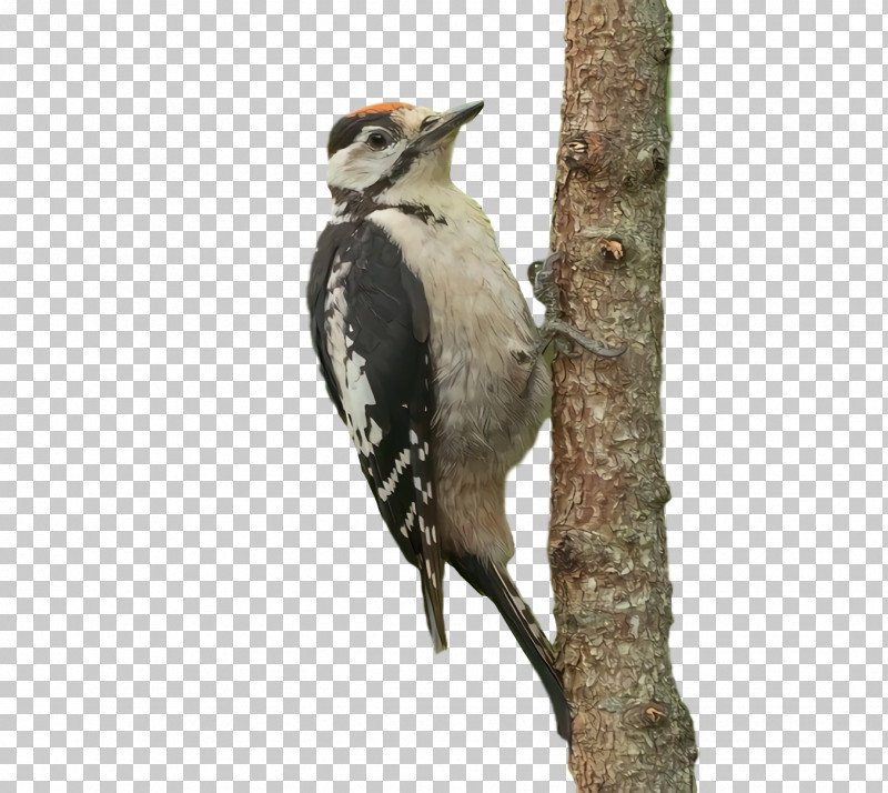 Woodpeckers Beak PNG, Clipart, Beak, Woodpeckers Free PNG Download