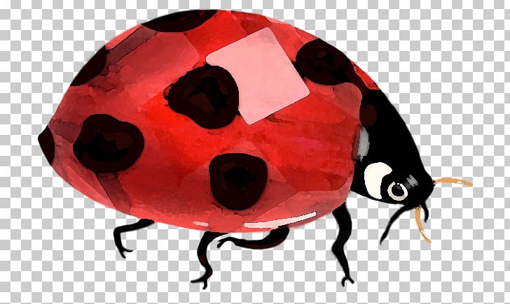 Beetle Lady Bird PNG, Clipart, Animals, Beetle, Insect, Invertebrate, Ladybird Free PNG Download