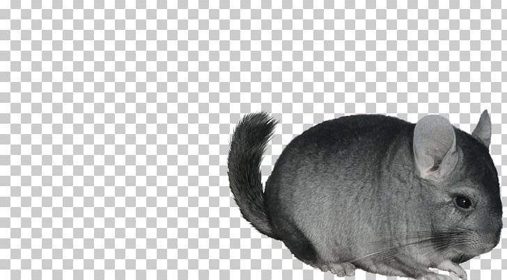 Chinchilla Whiskers Cat Domestic Rabbit PNG, Clipart, Album, Avatan, Avatan Plus, Black, Black And White Free PNG Download