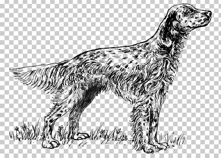 English Setter Drawing PNG, Clipart, Black And White, Carnivoran, Coat, Dog, Dog Breed Free PNG Download