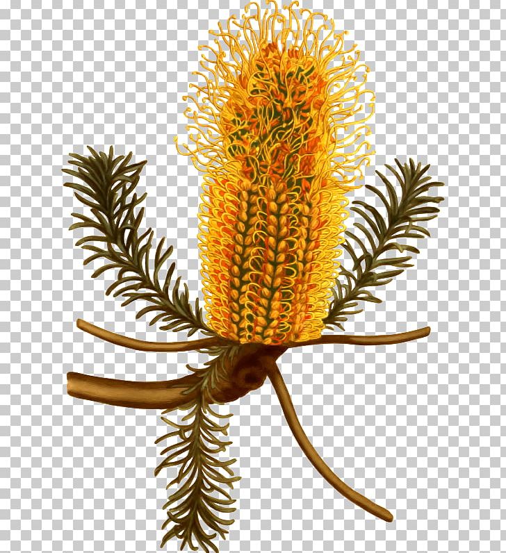 Australia Banksia Ericifolia Banksia Serrata Botany Botanical Illustration PNG, Clipart,  Free PNG Download