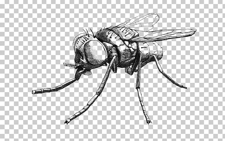 Insect Fly Drawing Muscidae PNG, Clipart, Animals, Arthropod, Black, Black And White, Cartoon Free PNG Download