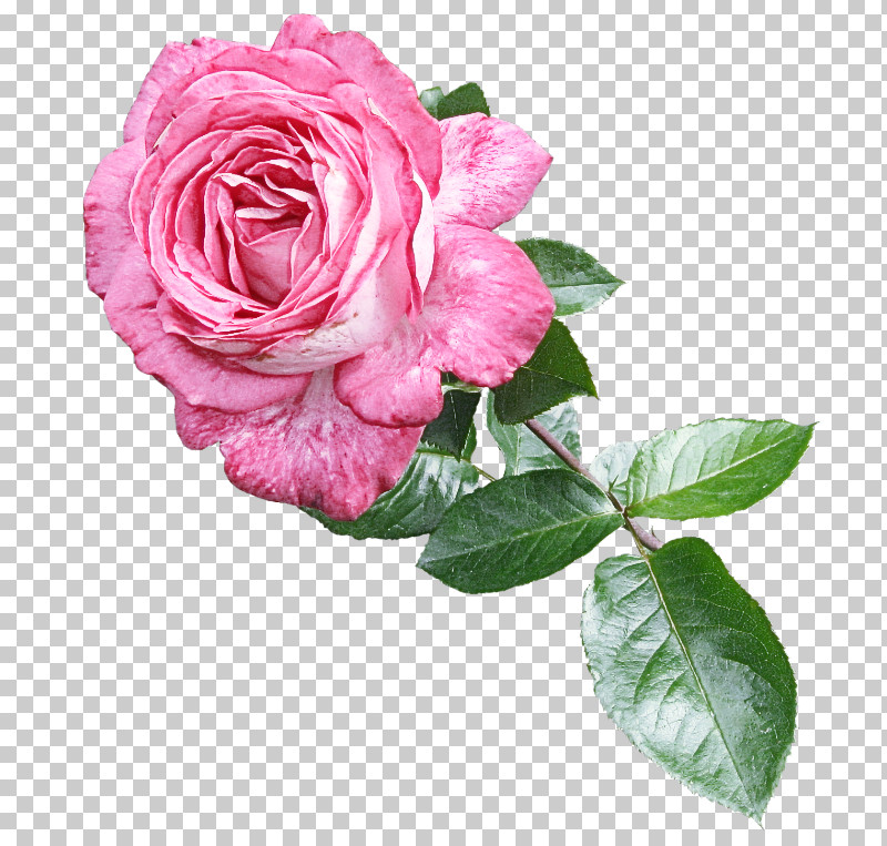 Garden Roses PNG, Clipart, Cabbage Rose, Cut Flowers, Family, Floribunda, Flower Free PNG Download