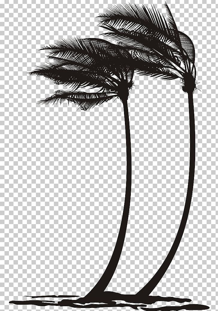 Arecaceae Wind Tree PNG, Clipart, Arecales, Black, Black And White, Coconut, Coconut Trees Free PNG Download