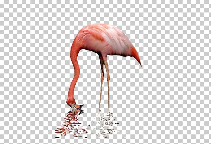 Bird Greater Flamingo Billy The Puppet Flamingos Animal PNG, Clipart, Animaatio, Animal, Animals, Beak, Billy The Puppet Free PNG Download