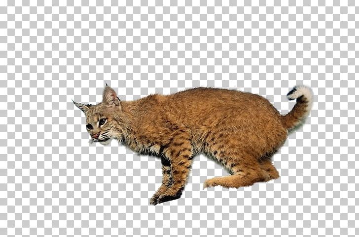 California Spangled Pixie-bob American Bobtail Manx Cat Chausie PNG, Clipart, Animal, Carnivoran, Cat Like Mammal, Fauna, Mammal Free PNG Download