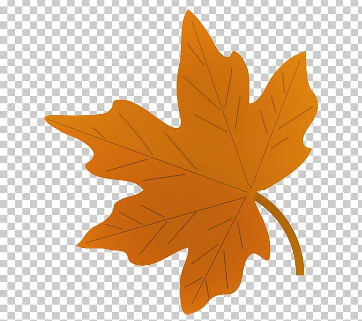 Drawing Autumn Leaf Color Maple Leaf PNG, Clipart, Art, Autumn, Autumn ...