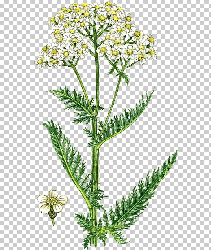 Yarrow Plant Botanical Illustration Elecampane Root PNG, Clipart, Achillea, Achillea Millefolium, Anthriscus, Botany, Caraway Free PNG Download