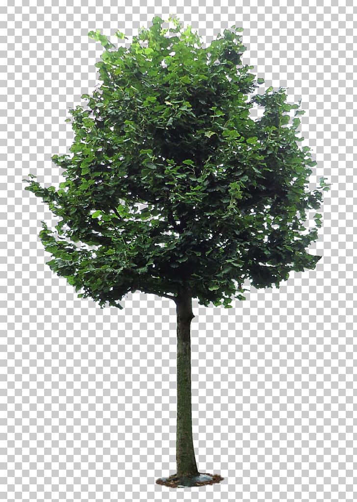 Branch Camphor Tree PNG, Clipart, Branch, Camphor, Camphor Tree, Cinnamomum, Coconut Free PNG Download