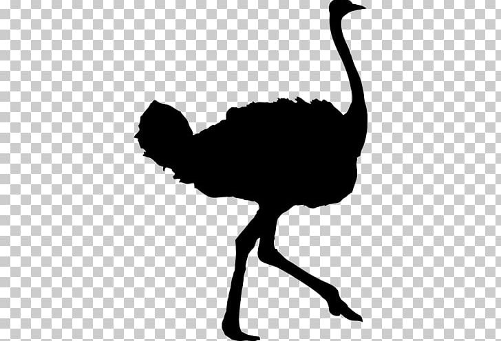 Common Ostrich Bird Silhouette PNG, Clipart, Animals, Beak, Bird, Black And White, Cartoon Free PNG Download
