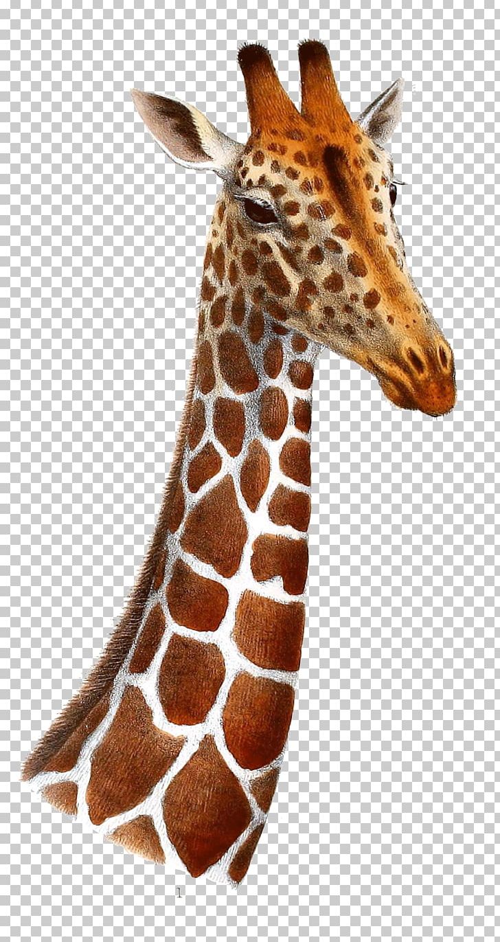 Drawing Northern Giraffe Art PNG, Clipart, Animal, Art, Drawing, Fauna, Giraffe Free PNG Download