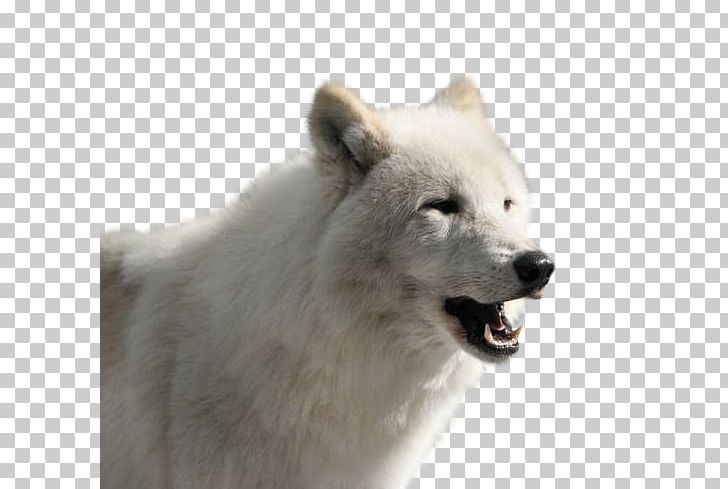 Greenland Dog Canadian Eskimo Dog Samoyed Dog Alaskan Tundra Wolf American Eskimo Dog PNG, Clipart,  Free PNG Download