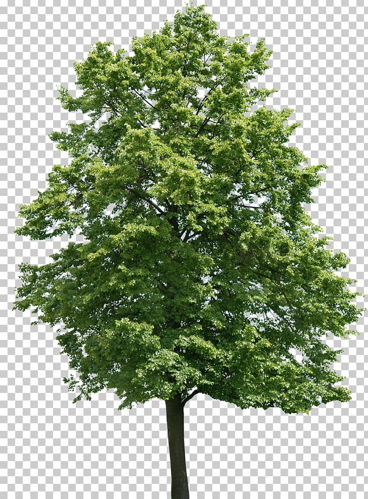 Tree Juglans Oak Birch Walnut PNG, Clipart, Banco De Imagens, Birch, Branch, Broadleaved Tree, Butternut Free PNG Download