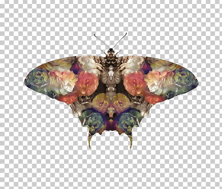 Moth PNG, Clipart, Arthropod, Butterfly, Fig Printing, Insect, Invertebrate Free PNG Download