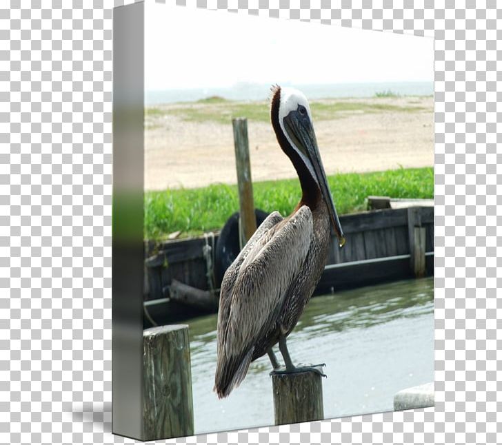 Pelican Products Beak PNG, Clipart, Beak, Bird, Fauna, Miscellaneous, Others Free PNG Download