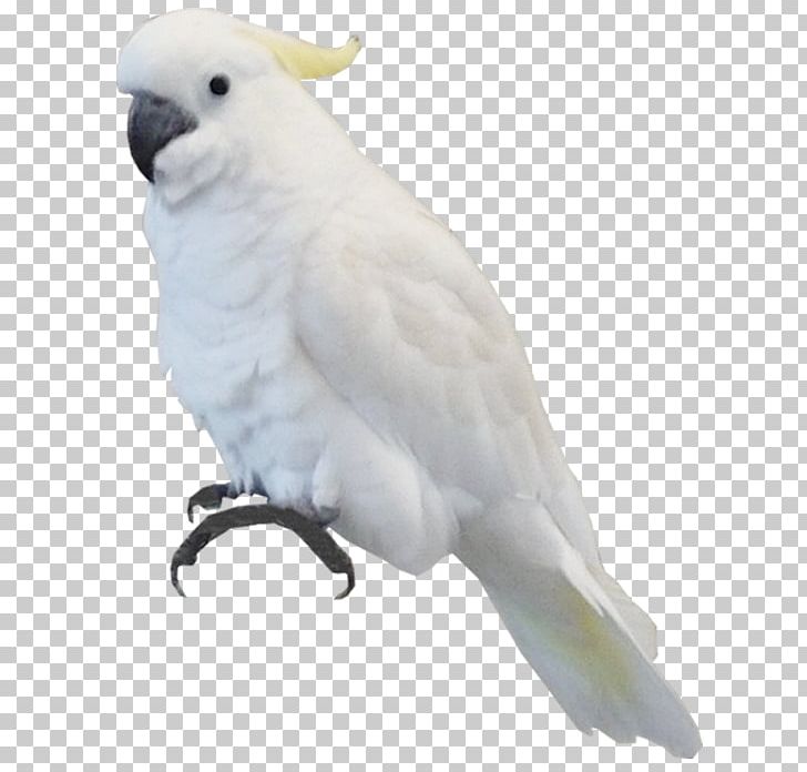 Bird Parrot Sulphur-crested Cockatoo PNG, Clipart, Animals, Beak, Cockatoo, Common Pet Parakeet, Creative Free PNG Download