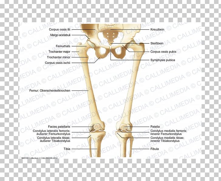 Finger Bone Hip Knee Human Leg Png Clipart Anatomy Angle Arm Bone Diagram Free Png Download