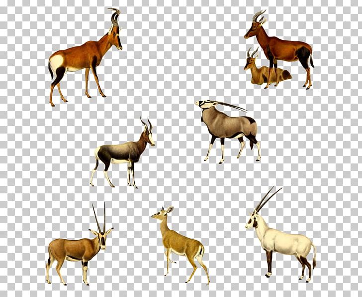 Gemsbok Springbok Hartebeest Mustang Elk PNG, Clipart, 1800ceilingcom, Animal, Antelope, Antler, Cattle Free PNG Download