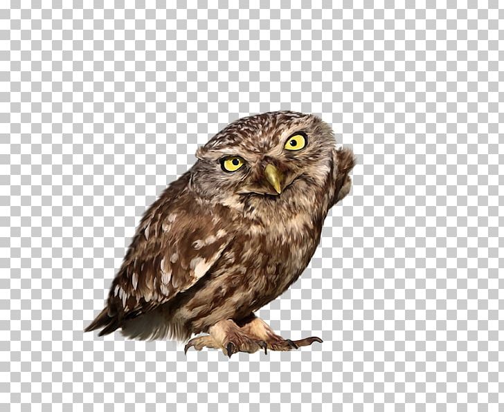 Great Grey Owl Bird Little Owl Northern White-faced Owl PNG, Clipart, Animals, Athene, Beak, Bird, Bird Of Prey Free PNG Download