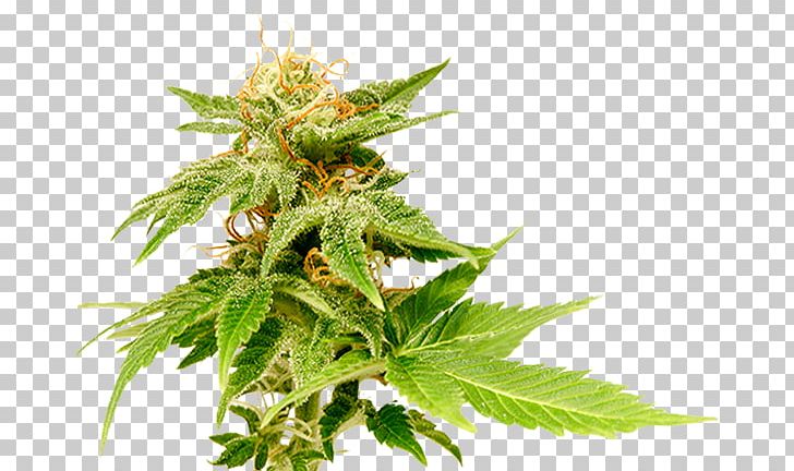 Medical Cannabis Just Say Yes: A Marijuana Memoir Hemp Head Shop PNG, Clipart, Bud, Cannabis, Cannabis Smoking, Flower, Head Shop Free PNG Download