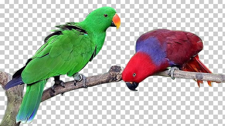 Lovebird True Parrot Eclectus Parrot Cockatiel PNG, Clipart, Animal, Animals, Bayan, Beak, Bird Free PNG Download