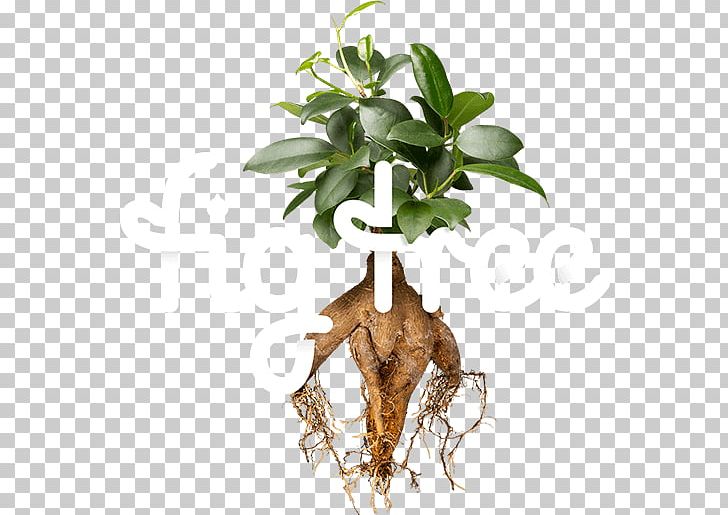 Tree Root Bonsai Ficus Macrophylla Mission Fig PNG, Clipart, Bonsai, Brown Turkey, Common Fig, Ficus Macrophylla, Fig Tree Digital Free PNG Download