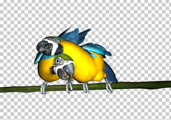 Macaw Parakeet Feather Beak Fauna PNG, Clipart, Animals, Beak, Bird, Common Pet Parakeet, Fauna Free PNG Download