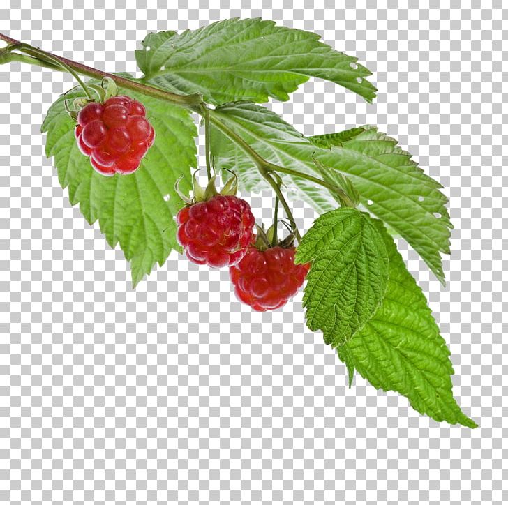 Red Raspberry Leaf Loganberry Fruit PNG, Clipart, Berry, Boysenberry, Cherry, Food, Food Drinks Free PNG Download