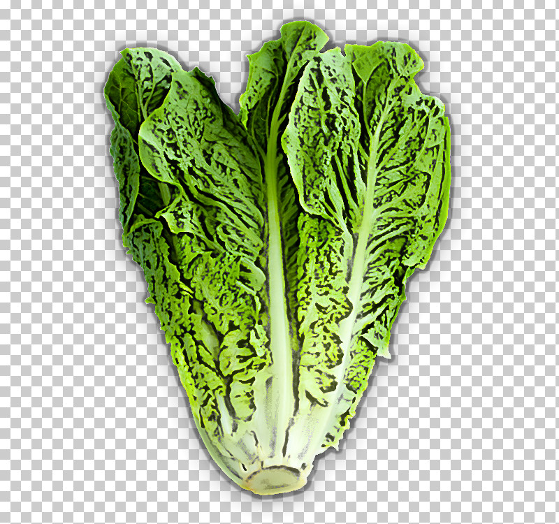 Leaf Vegetable Cabbage Vegetable Chard Romaine Lettuce PNG, Clipart, Cabbage, Chard, Chinese Cabbage, Leaf, Leaf Vegetable Free PNG Download