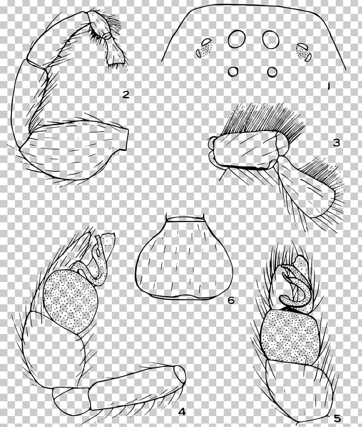 Anisaedus Levii Drawing Finger Sketch PNG, Clipart, Angle, Arm, Artwork, Black And White, Carnivora Free PNG Download