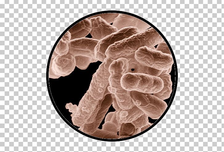 Bacteria Science Medicine Microbiology Microorganism PNG, Clipart, Antibiotics, Bacteria, Disease, E Coli, Information Free PNG Download
